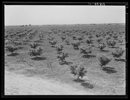 Untitled photo, possibly related to: Odice Brock's peach orchard. Flint River Farms, Georgia