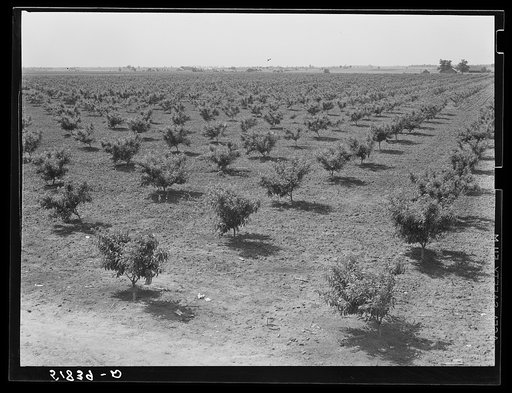 Untitled photo, possibly related to: Odice Brock's peach orchard. Flint River Farms, Georgia