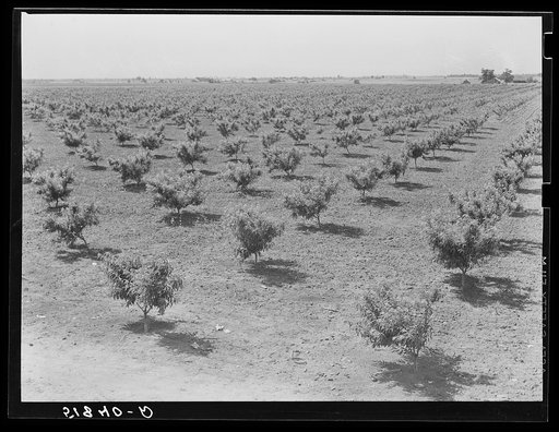 Odice Brock's peach orchard. Flint River Farms, Georgia