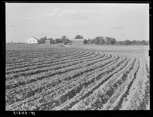Andrew Whittaker's home and land. Flint River Farms, Georgia