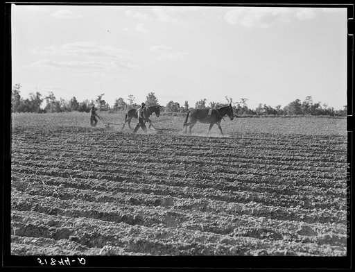 Untitled photo, possibly related to: Andrew Whittaker's home and land. Flint River Farms, Georgia