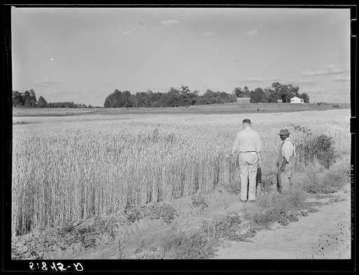 Simon Joiner with Amos Ward, project manager examining wheat which is grown on every farm for subsistence purposes to see when it will be ripe enough to harvest. Flint River Farms, Georgia