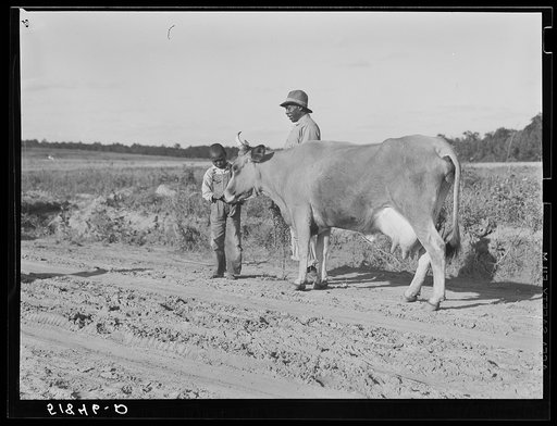 Manuel McLanoon's milk cow. Every family has one or more. Flint River Farms, Georgia