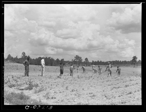 FSA (Farm Security Administration) farm supervisor H.N. West visits George Dobbins, client whose family is chopping cotton, to see how his crop is coming along. Green County, Georgia