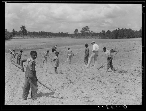 FSA (Farm Security Administration) farm supervisor H.N. West visits George Dobbins, client whose family is chopping cotton, to see how his crop is coming along. Green County, Georgia