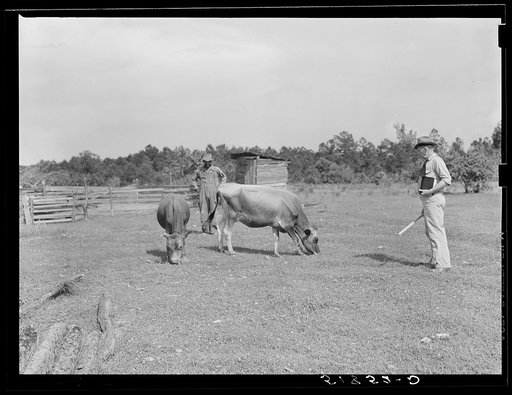 Untitled photo, possibly related to: Manuel McLanoon's milk cow. Every family has one or more. Flint River Farms, Georgia