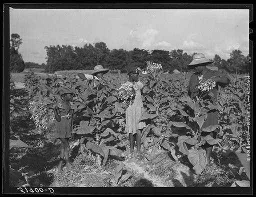Rehabilitation client Pauline Clyburn, Manning, Clarendon County, South Carolina, topping tobacco