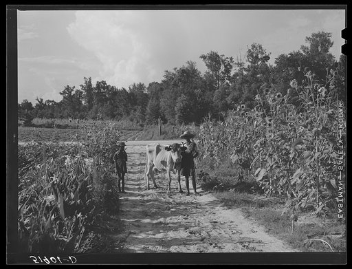 Rehabilitation client Pauline Clyburn, Manning, Clarendon County, South Carolina, bringing in cow