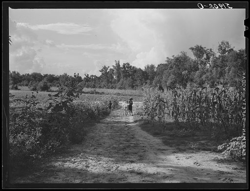 Untitled photo, possibly related to: Rehabilitation client Pauline Clyburn, Manning, Clarendon County, South Carolina, bringing in cow