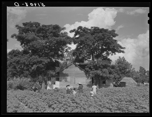 Untitled photo, possibly related to: Pauline Clyburn, rehabilitation client at Manning, Clarendon County, South Carolina, and her children working in tobacco or cotton