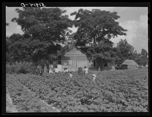 Pauline Clyburn, rehabilitation client at Manning, Clarendon County, South Carolina, and her children working in tobacco or cotton