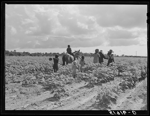 Untitled photo, possibly related to: Pauline Clyburn, rehabilitation client at Manning, Clarendon County, South Carolina, and her children working in tobacco or cotton