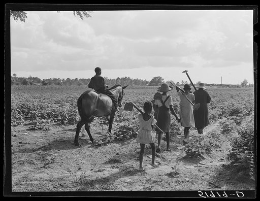 Pauline Clyburn, rehabilitation client, and her children going to chop cotton. Manning, Clarendon County, South Carolina