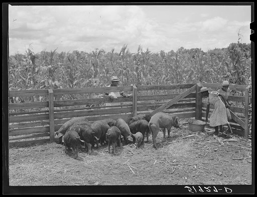Untitled photo, possibly related to: Children of Frederick Oliver, tenant purchase client, feeding hogs on their farm near Summerton, South Carolina