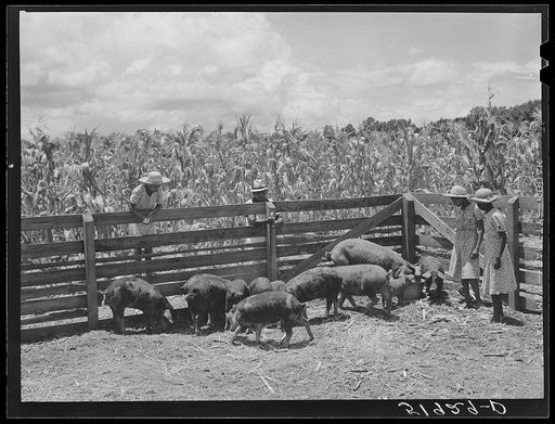 Children of Frederick Oliver, tenant purchase client, feeding hogs on their farm near Summerton, South Carolina