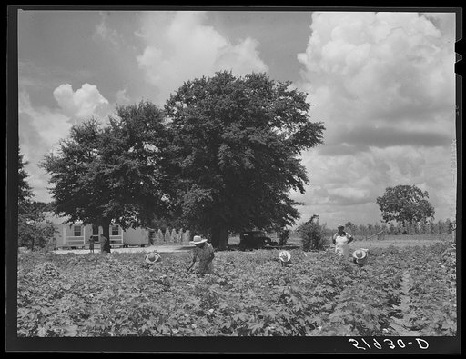 Children of Frederick Oliver, tenant purchase client, picking squares in cotton field. Summerton, South Carolina
