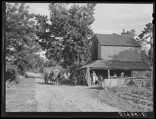 Stringing tobacco to go into curing house. Manning, South Carolina