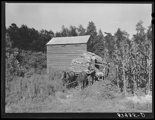 Stringing tobacco to go into curing house. Near Manning, South Carolina