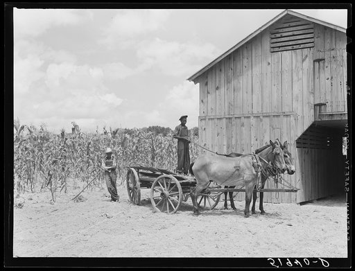 New mules and barn of Frederick Oliver, tenant purchase client. Summerton, South Carolina