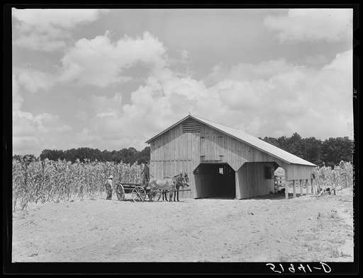 New mules and barn of Frederick Oliver, tenant purchase client, Summerton, South Carolina