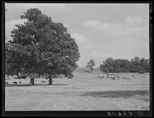 Stock farm in Pennsylvania. Lancaster County