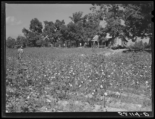 Large dairy herd. Lancaster County, Pennsylvania