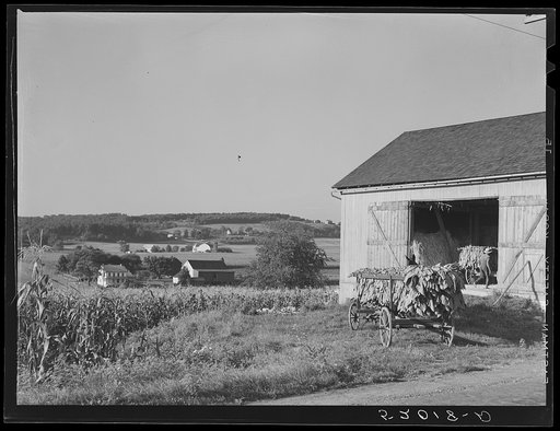 Mennonite farmer bringing tobacco into farm. York County, Pennsylvania