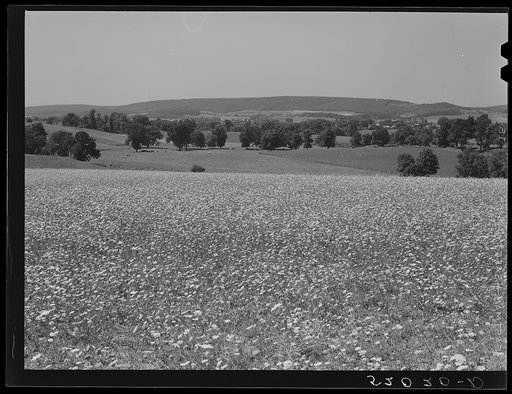 Untitled photo, possibly related to: Farmland. York County, Pennsylvania