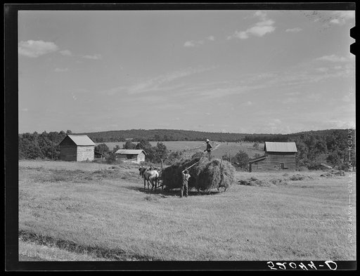 Untitled photo, possibly related to: Loading hay on Ward Place, Route 57. Chatham, Pittsylvania County, Virginia