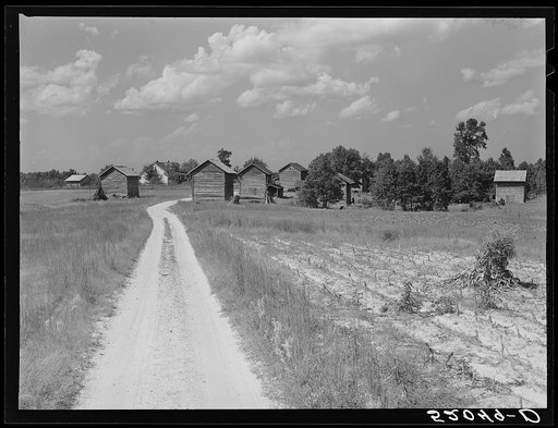 Negro owned farm, about 165 acres. Showing tobacco barns, belonging to Wes Cris, cousin of B.C. Corbett, this is a very prosperous settlement near Carr, in Orange County, North Carolina
