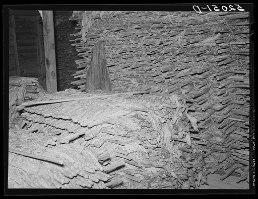 Interior of pack house showing ungraded tobacco and sticks, and in the foreground the sticks of "hands" and tied tobacco. Belongs to B.C. Corbett, prosperous Negro farm owner near Carr, Orange County, North Carolina