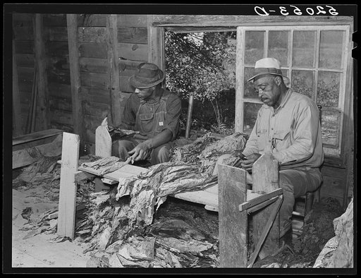 Grading and stripping tobacco, on grading board in strip house, on very prosperous farm belonging to B.C. Corbett, in picture with his son, in a Negro settlement near Carr, Orange County, North Carolina