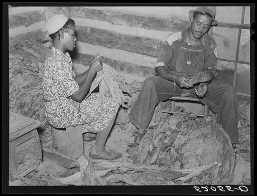 Compton, Negro sharecropper and his wife stripping and grading tobacco.  He has a Negro landlord who lives in Mebane, part of a very prosperous Negro settlement. Near Carr, North Carolina. See general notes on subregion, Sept. 28, 1939, number four