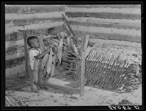 Billy, son of Negro sharecropper Compton, taking off tobacco for grading and stripping in strip house. Near Carr, North Carolina