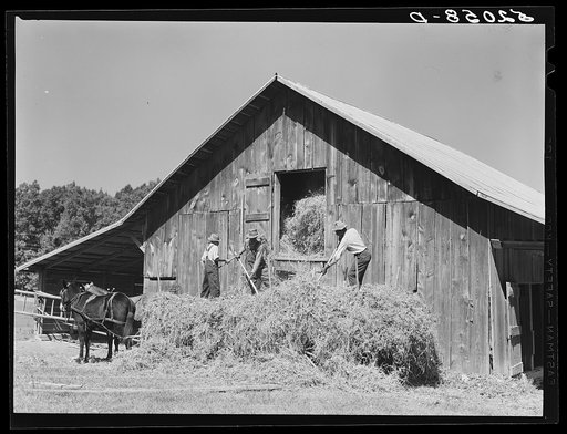 Untitled photo, possibly related to: Loading hay into barn on tobacco farm of A.B. Douglas. Blairs, Virginia, Pittsylvania County