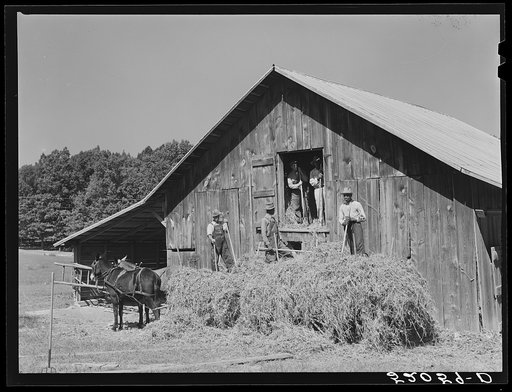 Untitled photo, possibly related to: Loading hay into barn on tobacco farm of A.B. Douglas. Blairs, Virginia, Pittsylvania County