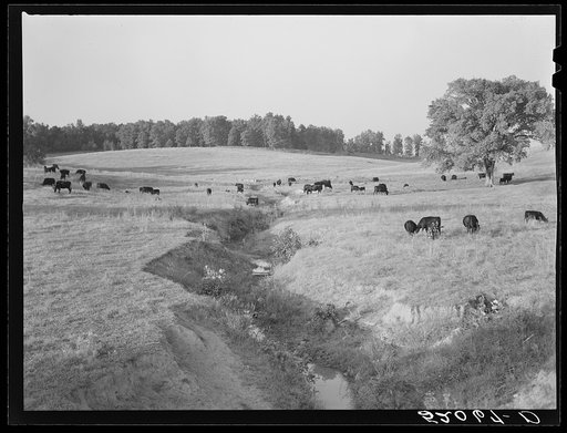 Untitled photo, possibly related to: General landscape showing cattle. Halifax County, Virginia
