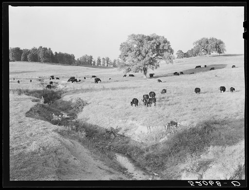 General landscape showing cattle. Halifax County, Virginia