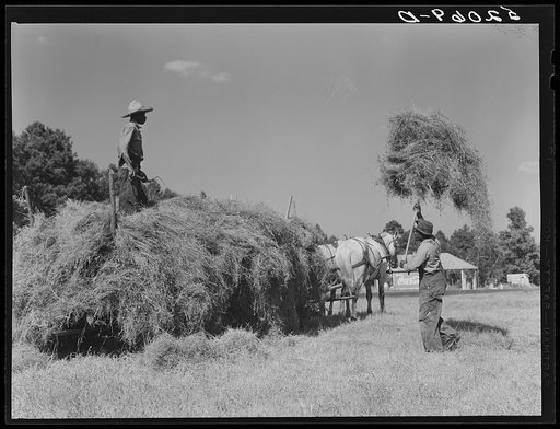 Untitled photo, possibly related to: Loading hay on Ward Place, Route 57. Chatham, Pittsylvania County, Virginia