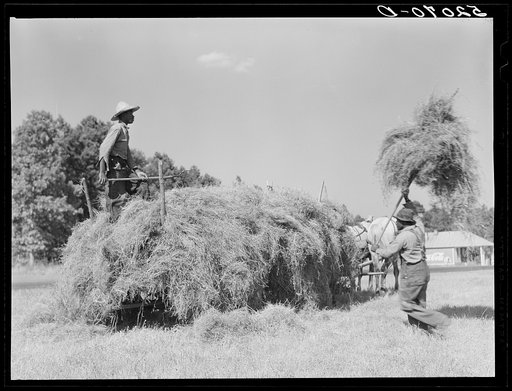 Untitled photo, possibly related to: Loading hay on Ward Place, Route 57. Chatham, Pittsylvania County, Virginia