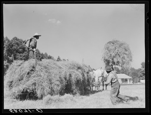 Untitled photo, possibly related to: Loading hay on Ward Place, Route 57. Chatham, Pittsylvania County, Virginia