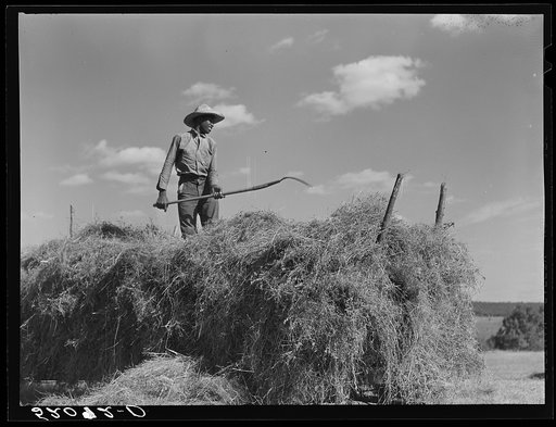 Loading hay on Ward Place, Route 57. Chatham, Pittsylvania County, Virginia