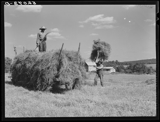 Loading hay on Ward Place, Route 57. Chatham, Pittsylvania County, Virginia