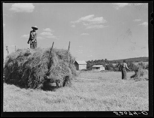 Untitled photo, possibly related to: Loading hay on Ward Place, Route 57. Chatham, Pittsylvania County, Virginia
