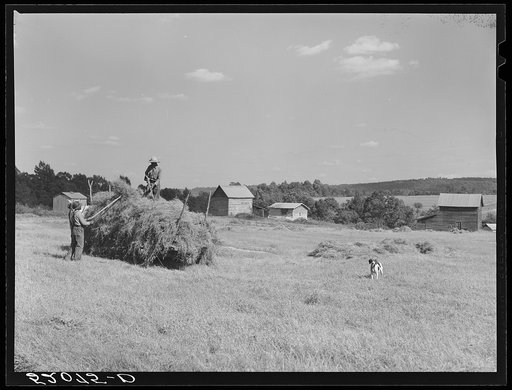 Loading hay on Ward Place, Route 57. Chatham, Pittsylvania County, Virginia