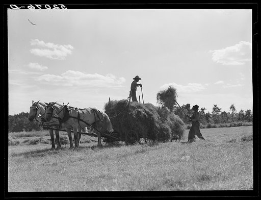 Loading hay on Ward Place, Route 57. Chatham, Pittsylvania County, Virginia