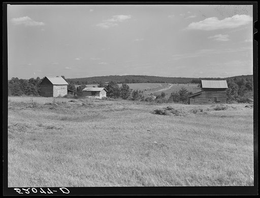 Tobacco barns and strip house on the Ward Place, Chatham, Route 57, going east on right side of road. Pittsylvania County, Virginia
