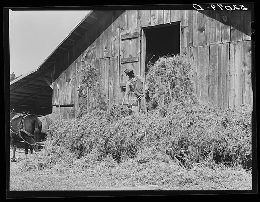 Loading hay into barn on tobacco farm of A.B. Douglas. Blairs, Virginia, Pittsylvania County