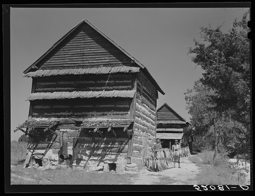 Untitled photo, possibly related to: Mrs. Compton and her four year-old son, Billy, taking sticks of tobacco out of barn to strip house. They are tenants and the Negro owner lives in Mebane. This is a part of a prosperous Negro settlement between Carr and Cedar Grove, Orange County, North Carolina. 