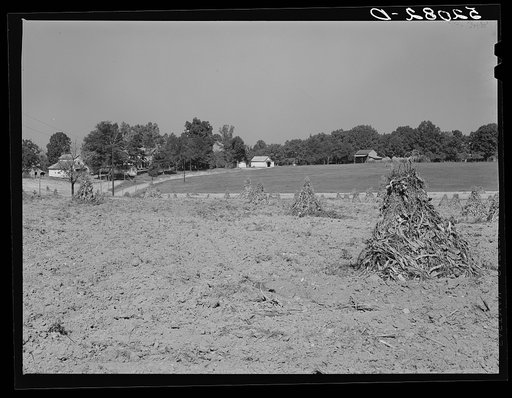 General farm landscape with shocked corn whole stalks in foreground. Between Cedar Grove and Carr, Orange County, North Carolina